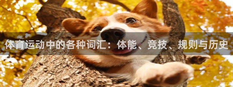 米兰体育网站：体育运动中的各种词汇：体能、竞技、规则与历史